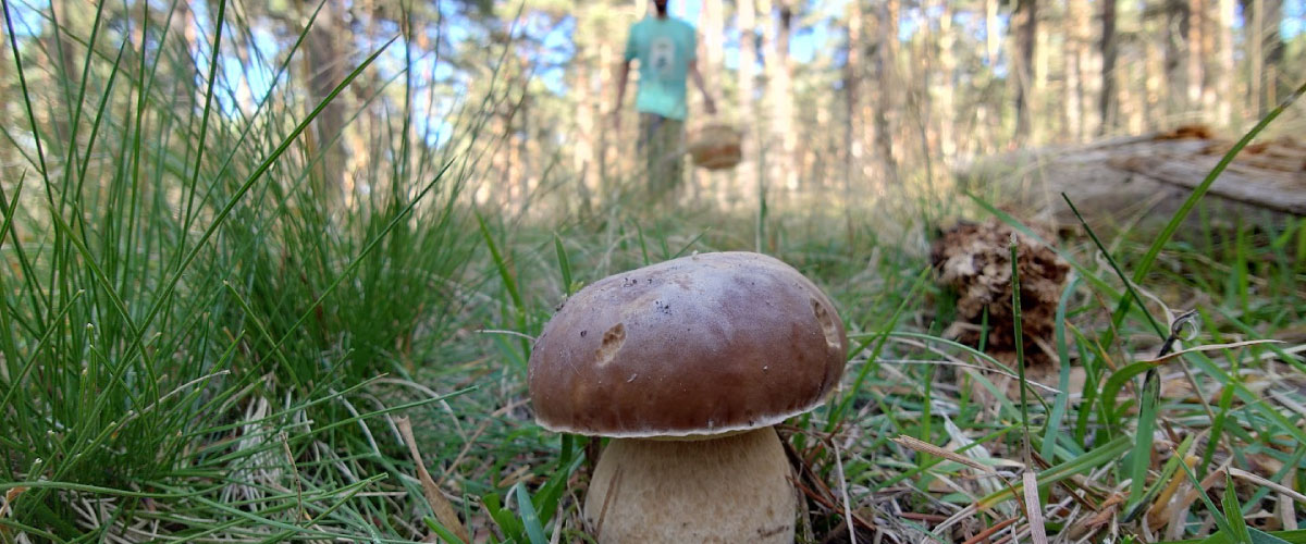 carrusel-micoragon-permisos-2