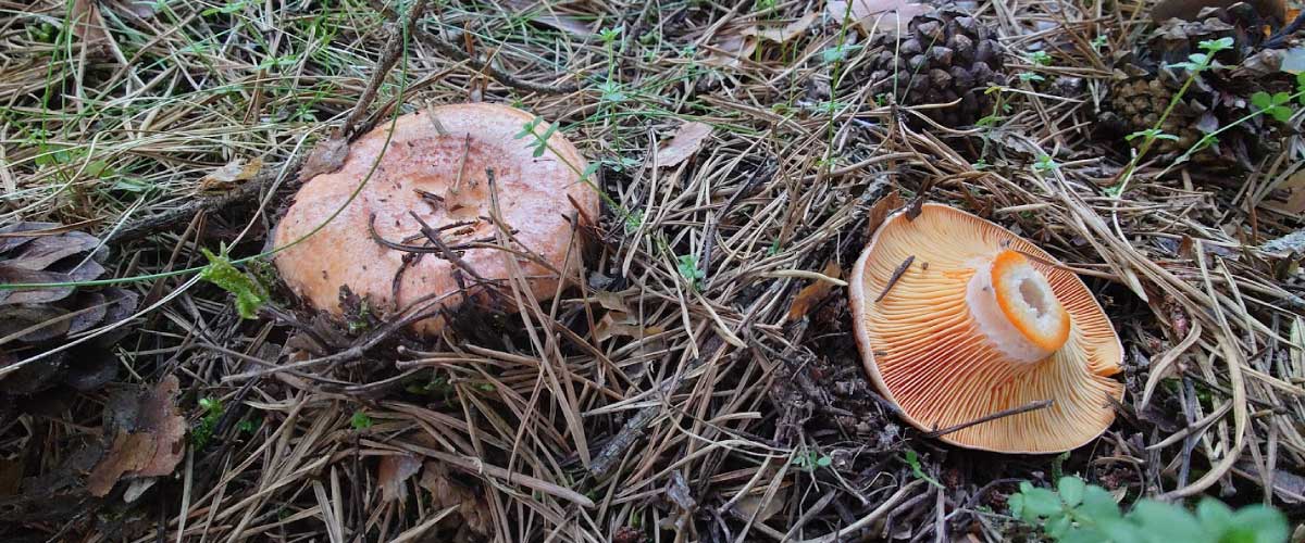 carrusel-micoragon-permisos-3