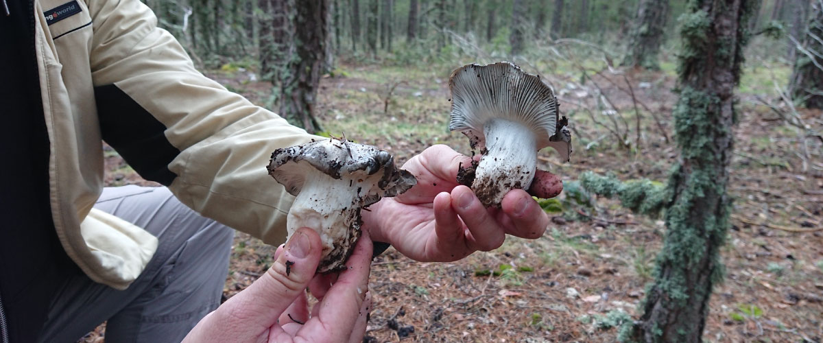 carrusel-micoragon-permisos-4