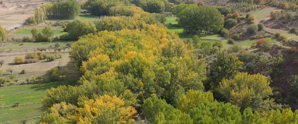 carrusel-micoragon-permisos-6